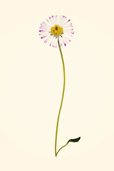 Vacker blomma daisy — Stockfoto