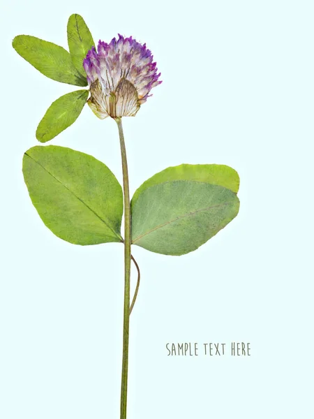 Pressed and dried flower — Stock Photo, Image