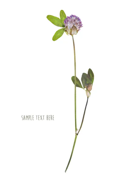 Preslenmiş ve kurutulmuş çiçek — Stok fotoğraf