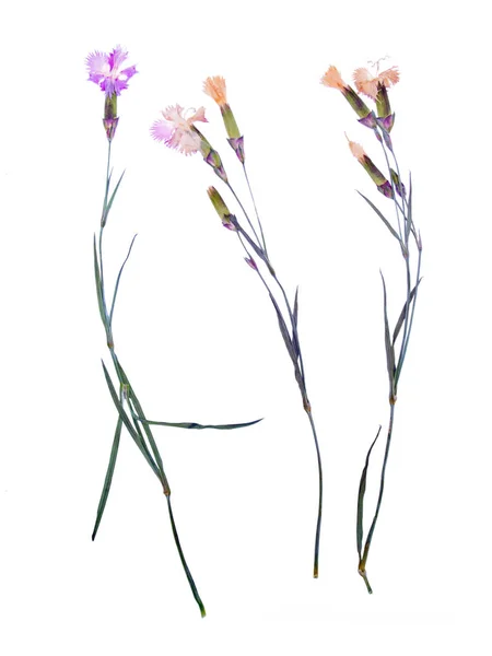 Hermosa flor arnación herbario —  Fotos de Stock