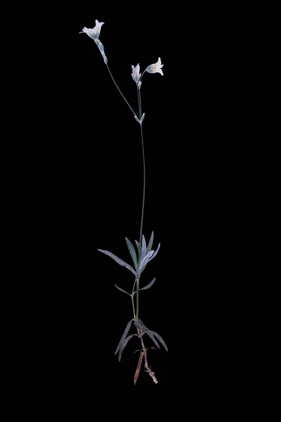 Ingedrukt en gedroogde bloem — Stockfoto