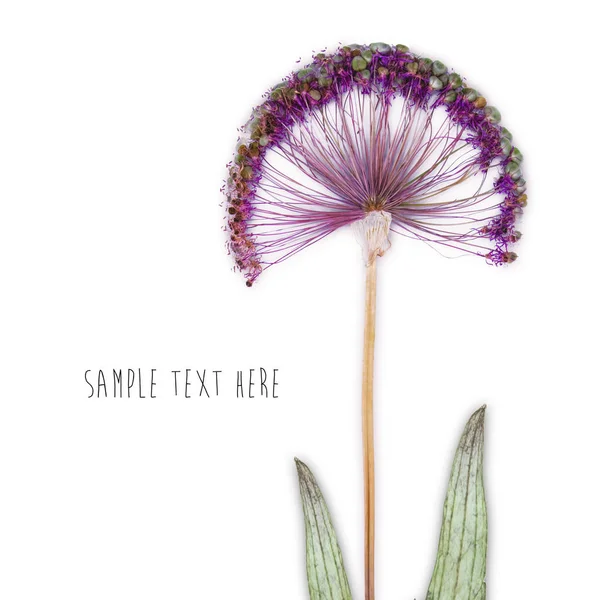 Pressed and dried flowers background — Stock Photo, Image