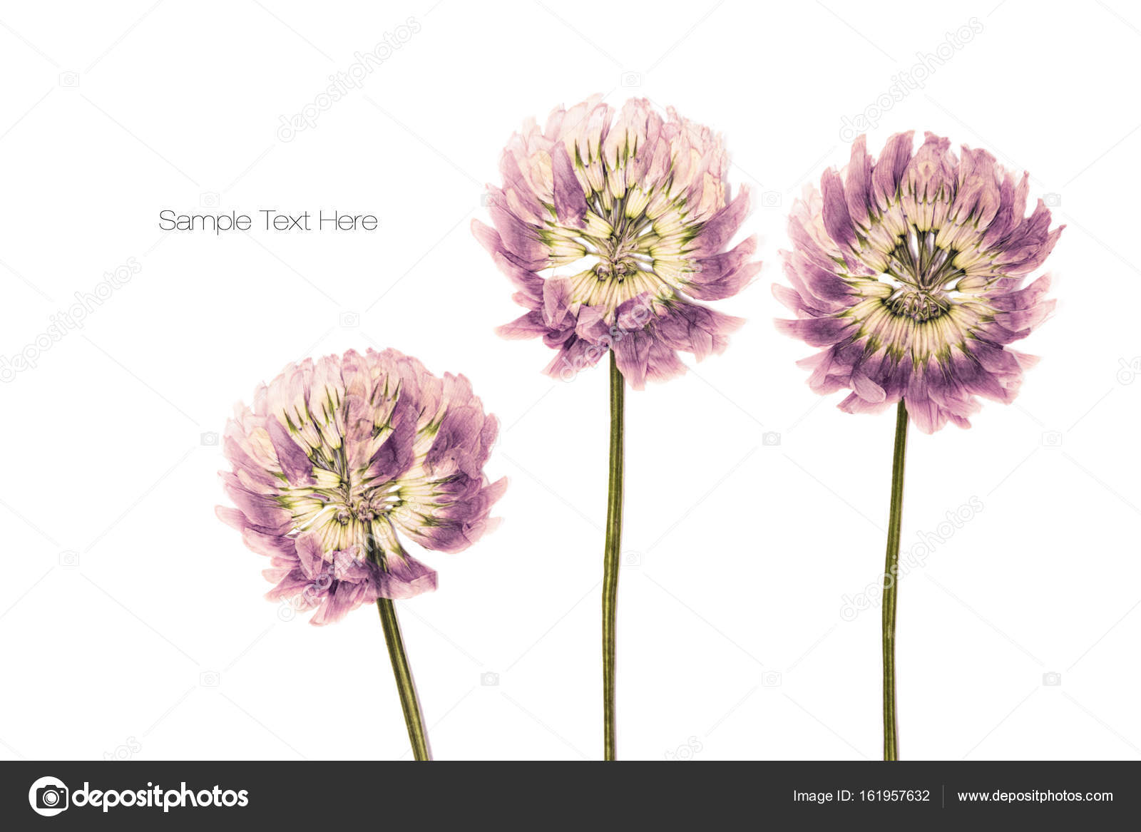 押し花写真素材 ロイヤリティフリー押し花画像 Depositphotos 押し花写真素材 ロイヤリティフリー押し花画像 Depositphotos