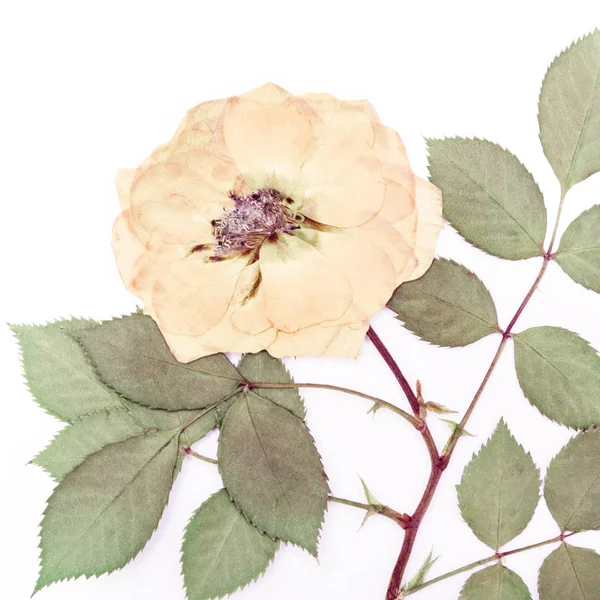 Preslenmiş ve kurutulmuş gül çiçek arka plan — Stok fotoğraf