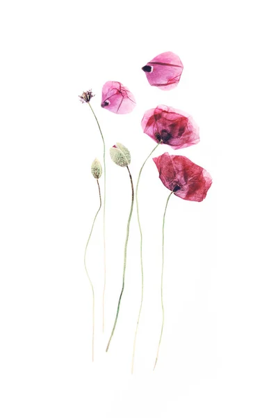 押し花写真素材 ロイヤリティフリー押し花画像 Depositphotos