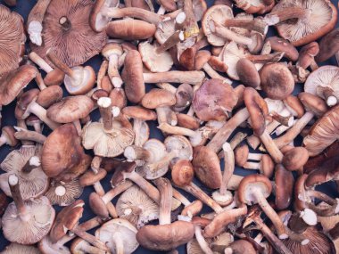 arka plan taze mantar