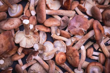 arka plan taze mantar