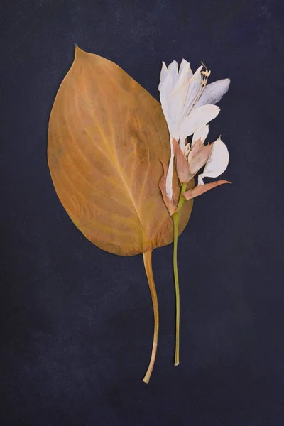 Pressad och torkad Lilja blomma — Stockfoto