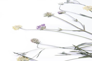 Preslenmiş ve kuru yaz çiçek