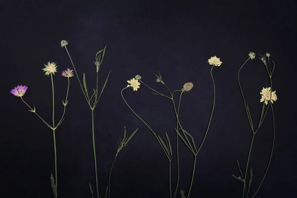 Pressed and dried summer spring flowers — Stock Photo, Image