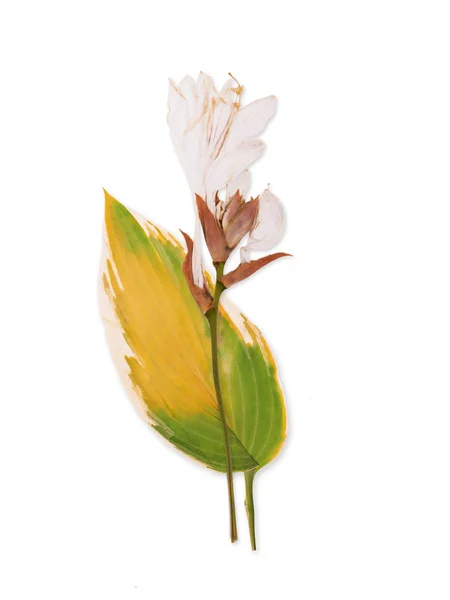 Flor de lírio prensada e seca — Fotografia de Stock
