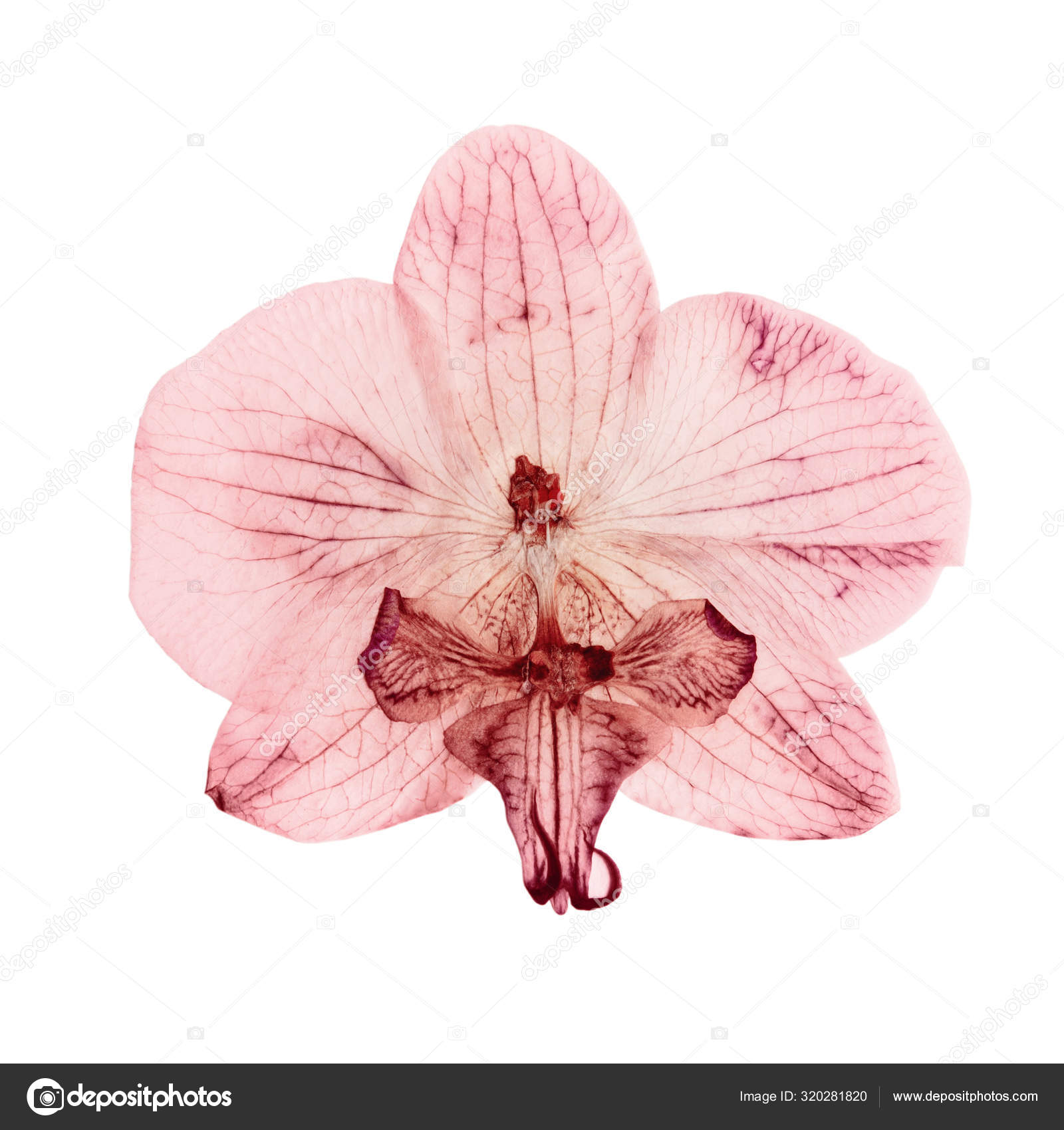 押し花写真素材 ロイヤリティフリー押し花画像 Depositphotos 押し花写真素材 ロイヤリティフリー押し花画像 Depositphotos