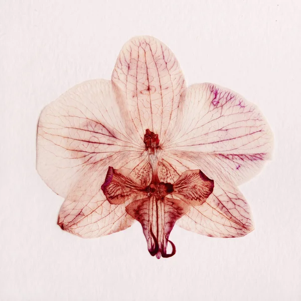 Pembe orkide, beyaz kağıt üzerine basılmış narin çiçek ve yapraklar. — Stok fotoğraf