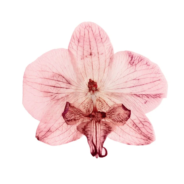 Pink orchid dry delicate flowers and petals, pressed isolated on white background — ストック写真