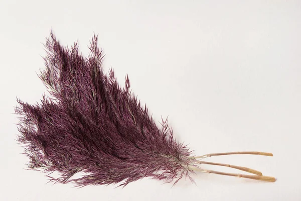 Buquê de palhetas violeta marrom cattail no fundo de papel — Fotografia de Stock