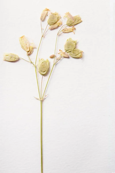 Plante séchée herbes vertes sur papier blanc texture fond Image En Vente