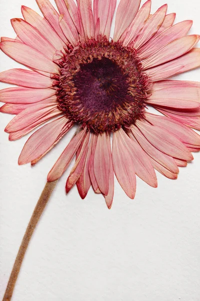 Gerbera fleur sèche sur une textute blanche de fond de papier Images De Stock Libres De Droits