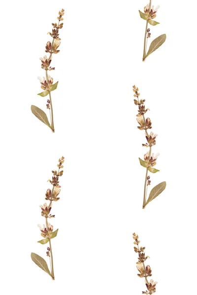 흰 배경 무늬가 있는 말린푸른 초목 초본 — 스톡 사진