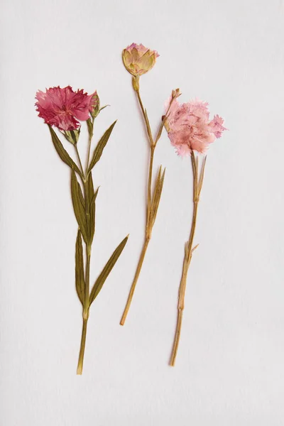 Kağıt arkaplanda beyaz bir metin üzerinde kuru karanfil çiçekleri — Stok fotoğraf