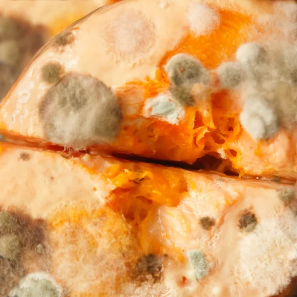Macro de molde. Hongos mohosos en la comida. Las esporas esponjosas se moldean como fondo o textura. Hongos del molde . — Foto de Stock
