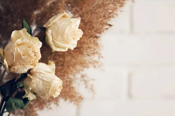 Сухие бежевые розы и камыш букет на кремовом фоне — стоковое фото