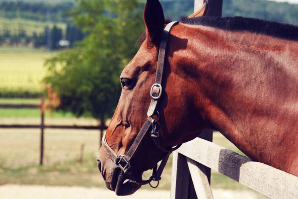 Hermoso caballo negro con coletas en melena staing —  Fotos de Stock