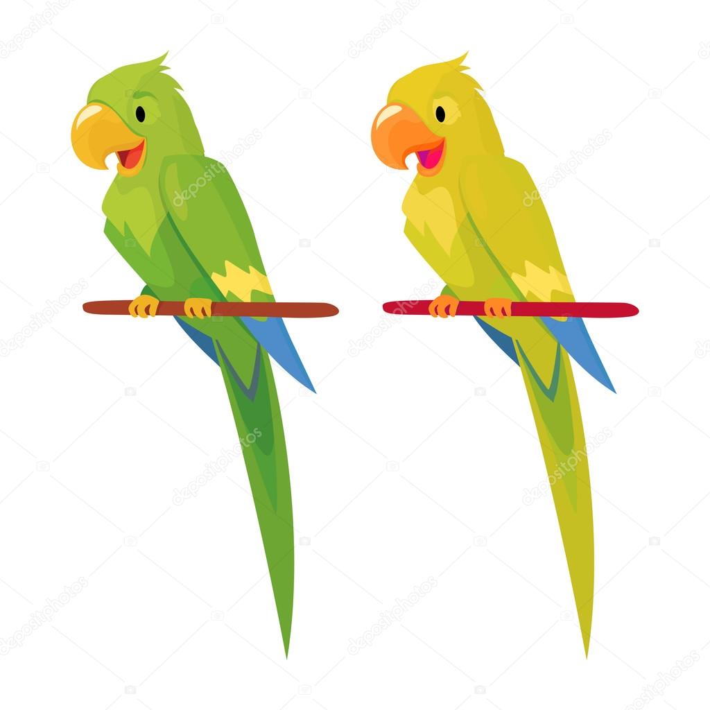 two parrot  illustration
