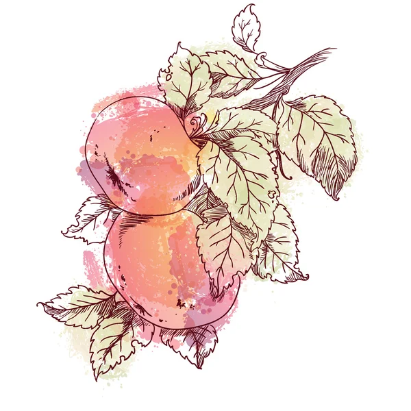 Акварель яблука ілюстрація — стоковий вектор