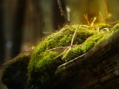 yapraklara altında ormandaki moss