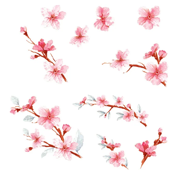 Bonito conjunto de flores de sakura —  Fotos de Stock