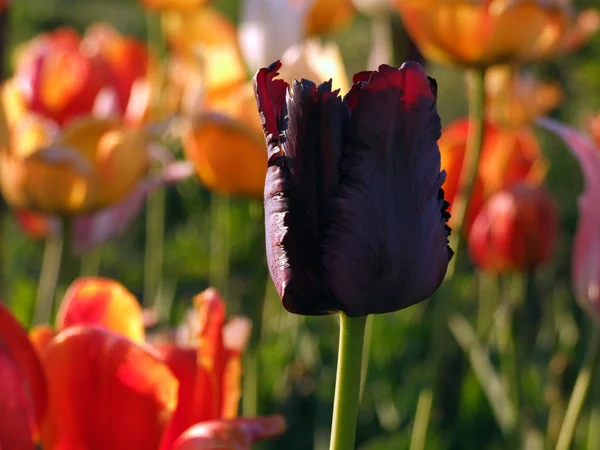 Piękny czarny tulipan — Zdjęcie stockowe