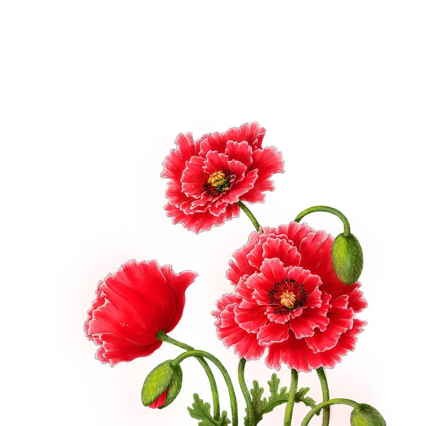 Handritad poppies bukett — Stockfoto