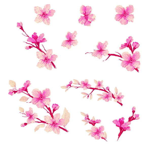 Mooie sakura bloesem set — Stockfoto