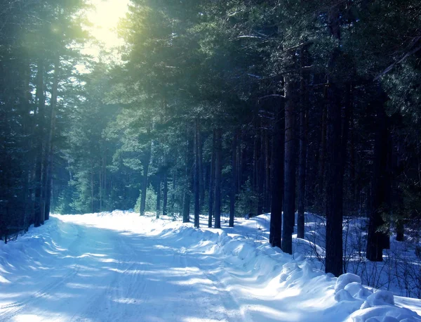 Foresta soleggiata in inverno — Foto Stock