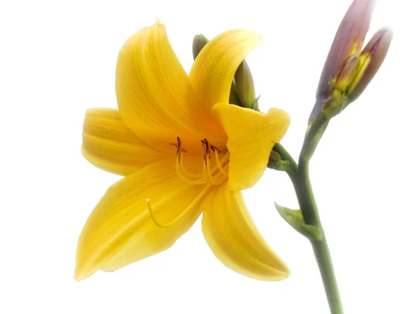 Giallo fresco Lilly — Foto Stock