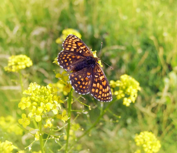 Borboleta brilhante colorida — Fotografia de Stock