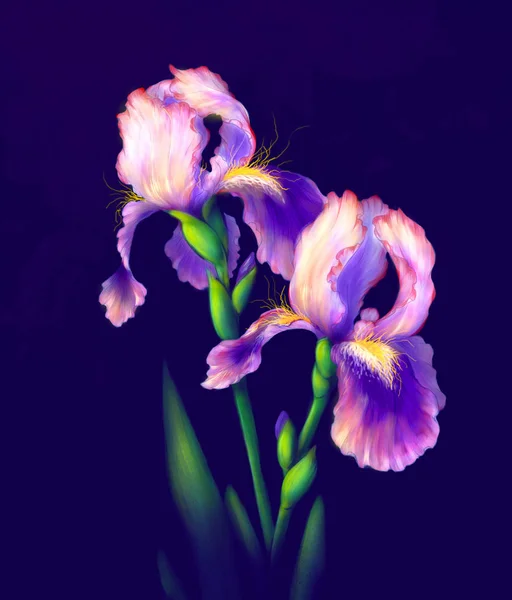 Fiori di iris teneri — Foto Stock