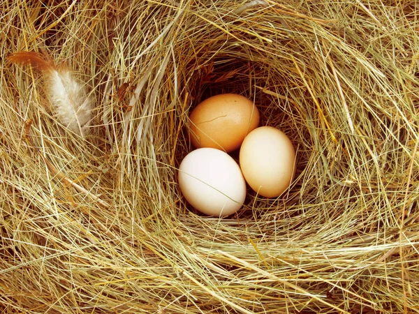 Eier liegen auf Heu — Stockfoto