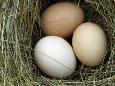 Hay yalan yumurta