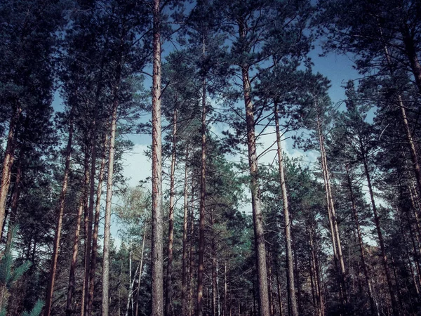 Bela floresta verde — Fotografia de Stock