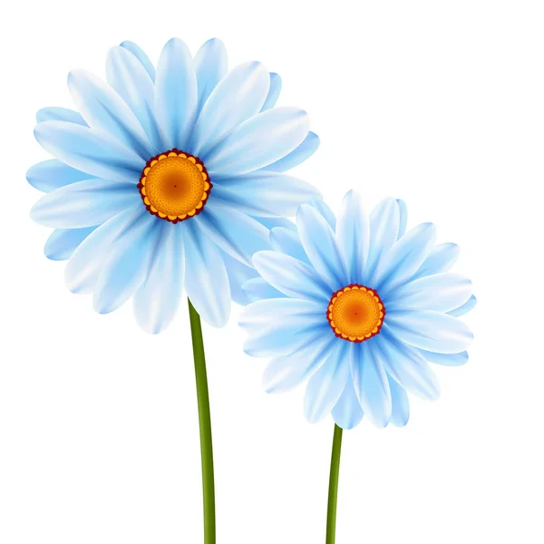 Illustration fleurs de camomille — Image vectorielle