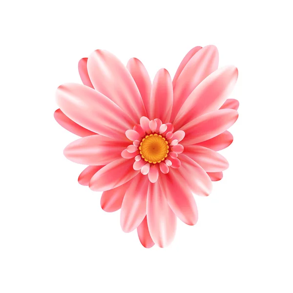 Gerbera Blume Herz isoliert — Stockvektor