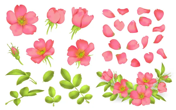 Fiore di rosa canina illustrazione — Vettoriale Stock