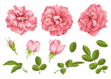 Gerçekçi vektör pembe Gül set. arka plan üzerinde 3D gül