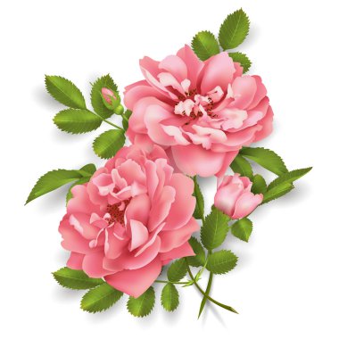 Gerçekçi vektör pembe gül. arka plan üzerinde 3D gül