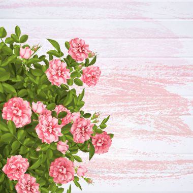 Gerçekçi vektör pembe gül. arka plan üzerinde 3D gül