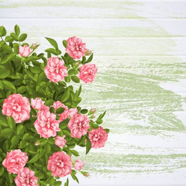 Gerçekçi vektör pembe gül. arka plan üzerinde 3D gül