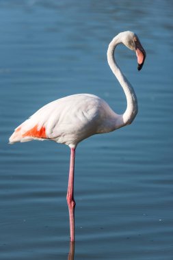 Pembe flamingo, Camargue, Fransa