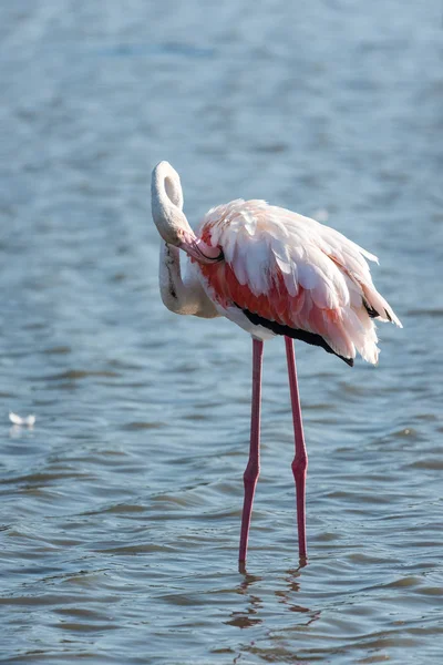Pembe flamingo, Camargue, Fransa