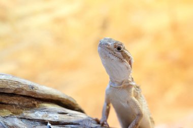 Pogona henrylawsoni sakallı Ejder ahşap dal
